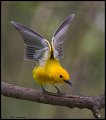 _5SB1619 prothonotary warbler